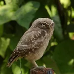 Hof 's Gravenmoer מלון