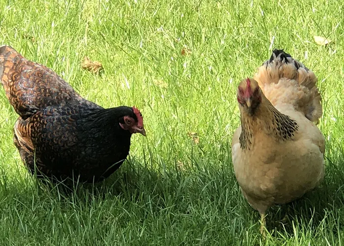 Hof 's Gravenmoer فندق إسخرافينمور