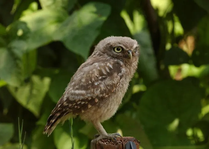 Hof 's Gravenmoer فندق